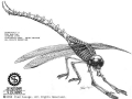 Dragonfly 2